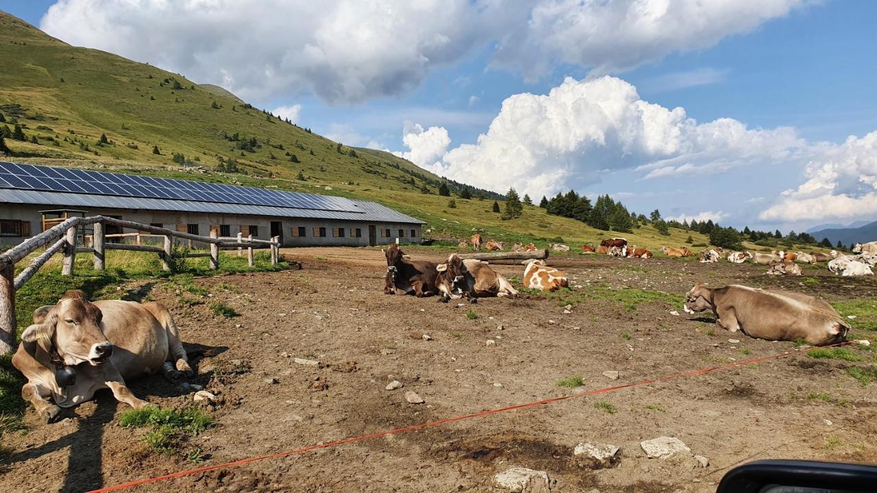 דימארו Marmot Apartment מראה חיצוני תמונה